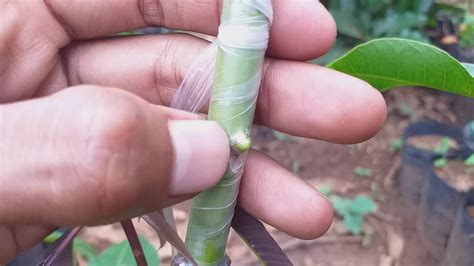 Obati mati pucuk, cara merawat mati pucuk secara tradisional, ubat mati pucuk di farmasi, urutan mati pucuk, ubat tradisional mati pucuk, mati pucuk boleh dirawat, rawatan mati pucuk cara islam, rawatan mati pucuk akibat onani, punca mati pucuk, jimat mati pucuk, mustika mati pucuk. Cara merawat sambung pucuk supaya berhasil - YouTube