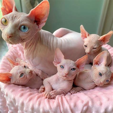 Conoce cuales son sus caraterísticas, hábitat, cómo es su reproducción y la clasificación o tipos. Gatinhos Sphynx são adotados e mudam vida de garotinha doente