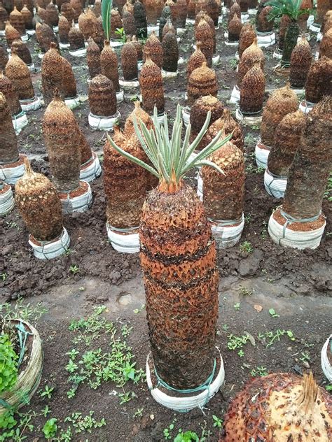 Nyaman tidaknya kamar tidurmu pasti tetap dipengaruhi oleh rajin. Macam Macam Tanaman Sikas / Jual Pohon Ence Harga Tanaman ...