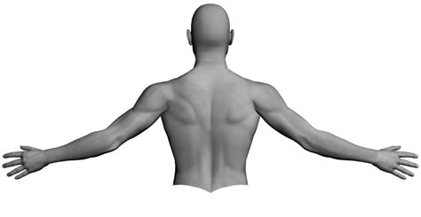 The thoracic segment of the trunk, the abdominal segment of the trunk, and the perineum. Diagrams of the upper extremities and torso