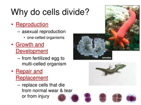 How are the new cells of your models and the animal cells alike? PPT - The Cell Cycle: Cell Growth, Cell Division ...