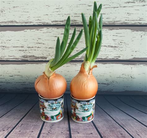 Is the opposite side of the yard (e.g. Growing Onions Indoors » All the Top Tips