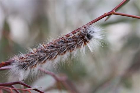 Individuals with known sensitivity to browntail moth hairs may want to leave web clipping to others. Huge extremely hairy caterpillar | ~10cm long. | Katarina ...