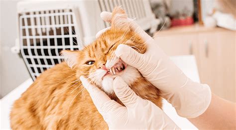 Our team uses the latest advances in veterinary medicine, in order to give you and your pets the help and care they deserve. Pet Dental Care Care Near Me 98362 - Blue Mountain Animal ...