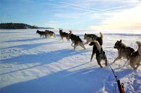 42 best images about Chiens de traineaux on Pinterest ...