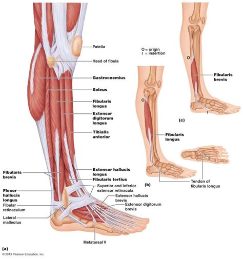 It is a continuation of the external iliac artery (terminal branch of the abdominal aorta). Lower Leg Muscle Diagram Lower Leg Muscles Diagram Lower ...