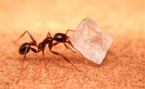 Check our guide to learn how to eradicate them with the best sugar ant killers. How to Eliminate Sugar Ants inside the house? - Pet Safe ...