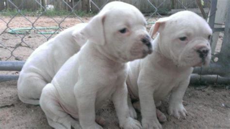 Find the perfect american bulldog puppy for sale in georgia, ga at puppyfind.com. NKC American Bulldog Puppies for Sale in Augusta, Georgia ...