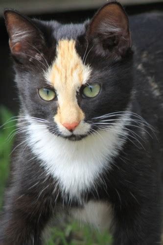 The siberian cat's luxurious, thick, full coat may come in any color or pattern, with or without white markings. 19 Unusual Cat Markings in Photos - Happy #NationalCatDay
