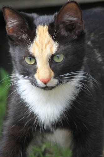 It has blue colored eyes. 19 Unusual Cat Markings in Photos - Happy #NationalCatDay