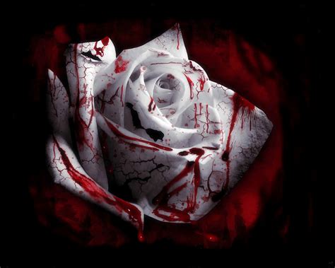 The blood of flowers theme. rose, Blood spatter, White flowers, Plants, Blood ...