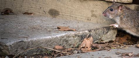 We are truly the best pest control in fort worth. Rodent Control | Houston, Dallas & Fort Worth Pest Control ...