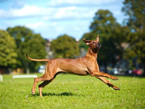 The rhodesian ridgebacks ridges were obtained from its ancestors a long, long time ago. Rhodesian Ridgeback: Hundesport für schlauen Laufhund