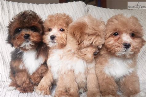 Join millions of people using oodle to find puppies for adoption, dog and puppy listings, and other pets adoption. Paddlereport: Teddy Bear Puppies For Sale In Wisconsin