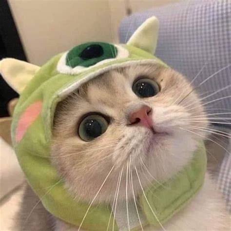 pp wa kucing lucu