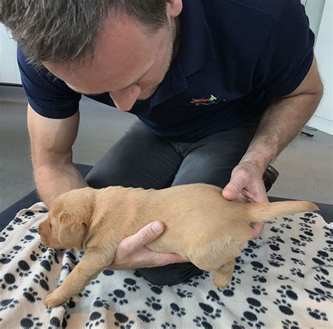 Swimmers Syndrome in Puppies | Onlinepethealth Hydro Blog