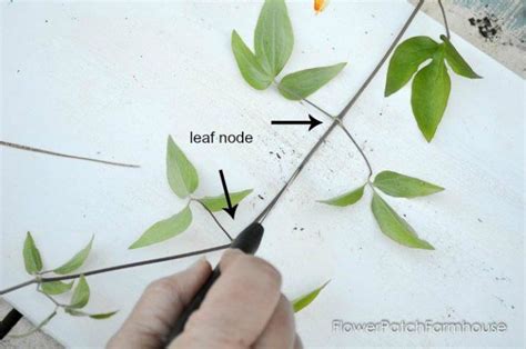 Check spelling or type a new query. Propagate Clematis by Layering | Clematis, Gardening for ...