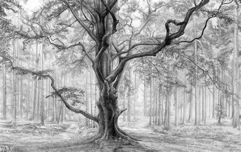 Simple pencil drawing techniques are shown step by step of nature which consists of pencil shading and pencil sketch. Nature Drawings: 39 Magnificent Pictures for Coloring ...