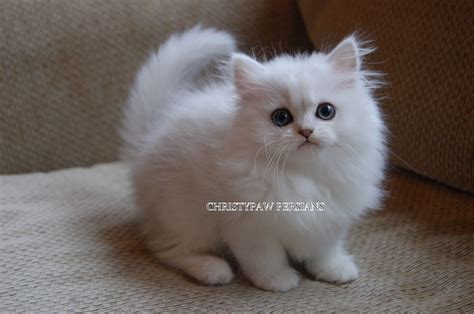 green eyed persian kittens for sale[green eyed shaded silver. Doll Face Persian kittens for sale - CHRISTYPAW PERSIANS ...