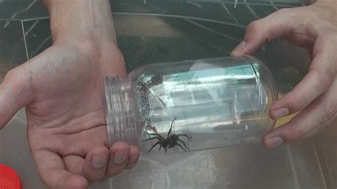 See more of jardim da aranha on facebook. Aranha de jardim, Tarantula, Lycosa. - YouTube