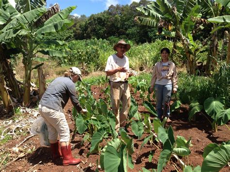 The banana aphid, pentalonia nigronervosa coquerel, is present worldwide where banana (musa spp.) is grown. Aphids by Jari S.K. Sugano on Waimanalo banana aphid ...