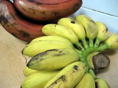 This will allow you to know more about it and other specifications. Eating on the Wild Side: "Pisang Mas" Bananas from ...