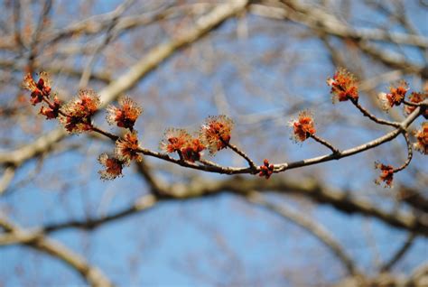 Rubrum is a tree that is native to low, wet areas of eastern north america. Maples are Blooming! | Beekeeping in Richmond, Virginia