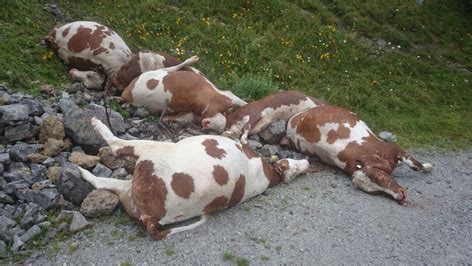 Dirk dressler, hannover chronischer humaner botulismus in einem landwirtschaftlichen betrieb mit chronischem rinderbotulismus. Rätsel um abgestürzte Kühe in Innsbruck - tirol.ORF.at