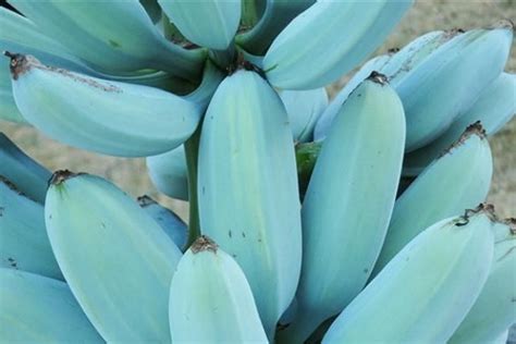 Blue banana or blue java banana it is a type of banana with a taste and texture reminiscent of vanilla ice cream. Blue Java Banana, Pisang Berwarna Biru yang Punya Rasa ...