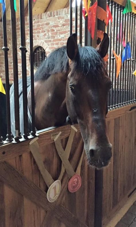 Tijdens indoor brabant demonstreren de beste ruiters uit de hele wereld hun kunnen. Undercover Edward Gal | Dressage, Horses, Cow