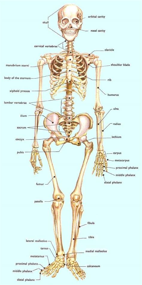 Each bone is a complex living organ that is made up of many cells, protein fibers, and minerals. Human Skeletal System Diagram - coordstudenti