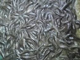 How many satoshis you buy is up to you. Where And How Much Can I Buy Catfish Fingerlings In Abuja ...