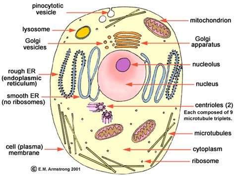 Animal cell has no nucleus. 301 Moved Permanently