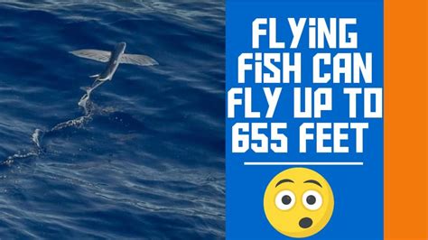 They can glide in the air just above the water. Flying fish can fly up to 655 feet - YouTube