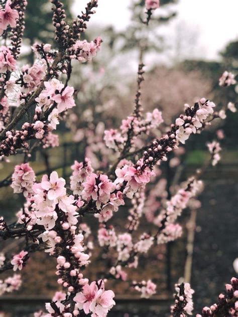 Pruning a peach tree opens up the tree and allows sunlight to shine on the fruit. Flowering Peach Ornamental | Garden, Flowers, Plants