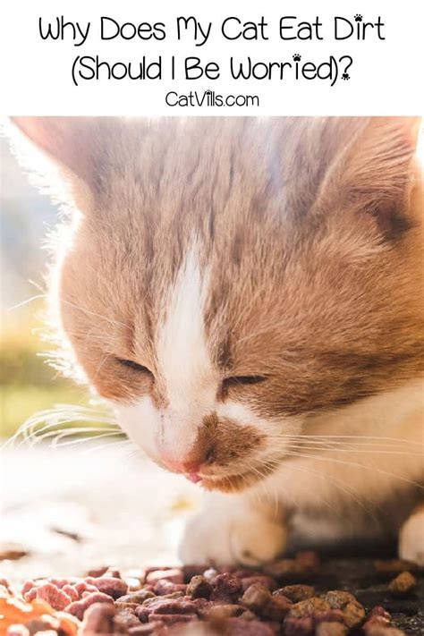 Does your pet cat like to eat them? Why Does My Cat Eat Dirt? ( & How to Stop Them )