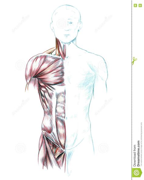 It is the thyrohyoid, apologies for the mistake.***please. Chest And Abdominal Muscles Diagram : Abdominal Muscle Description Functions Facts Britannica ...