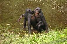 gay animals wild bonobos