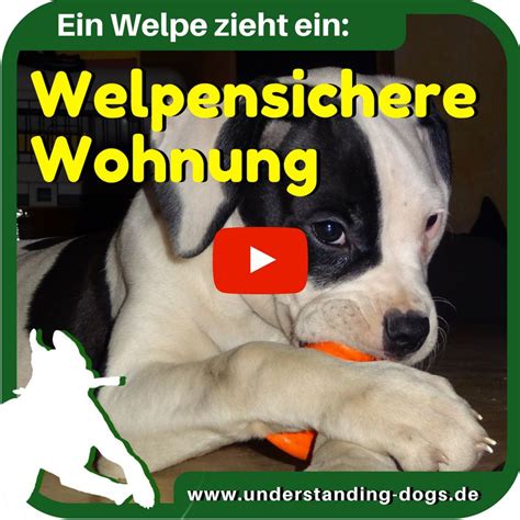 Du kannst dafür zum beispiel die küche mit einem. Pin von Maria Fricke auf Hundesachen in 2020 | Welpen ...