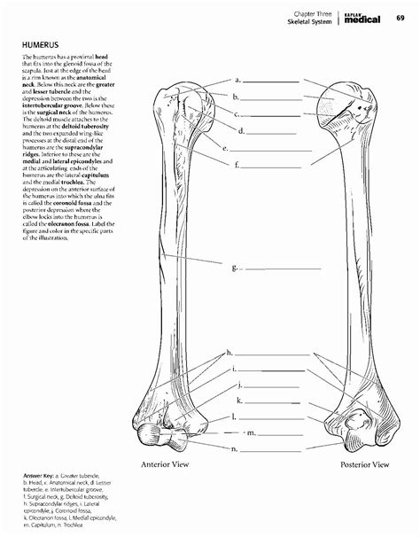 Download Kaplan Anatomy Coloring Book Awesome Kaplan Anatomy ...