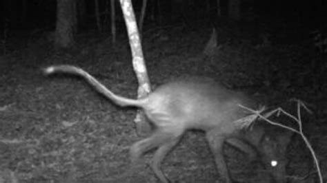 The food was excellent and when my next serving of lasagna soup came around, i was still craving something spicy. NC camera trap program captures image of monstrous "dog ...