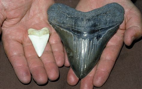 Der megalodon (otodus megalodon, syn.: megalodon die neue haiart? (Tiere, Doku, Hai)