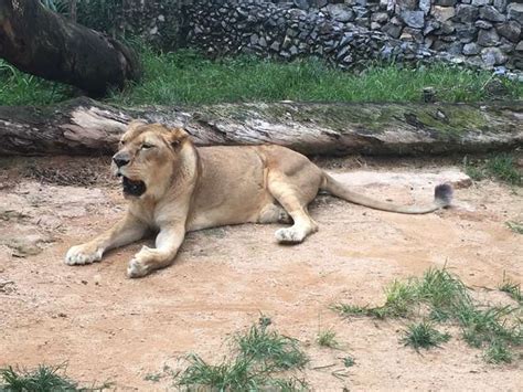 Dia mundial da vida selvagem ressalta conservação de recursos florestais. Grandes felinos serão o tema do Dia Mundial da Vida Selvagem - 26/02/18 - SOROCABA E REGIÃO ...