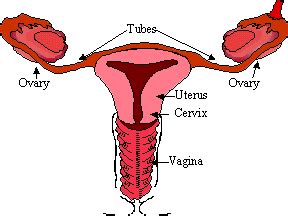 Abnormal morphology of female internal genitalia. JustEves.com - Female Internal Sexual Anatomy