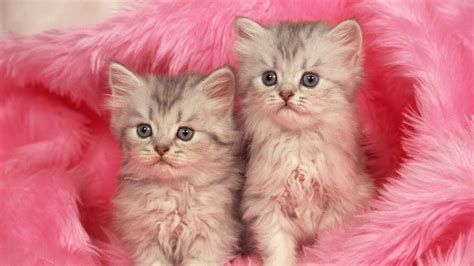 Select from premium kitten pink images of the highest quality. Furry Wallpaper HD (70+ images)