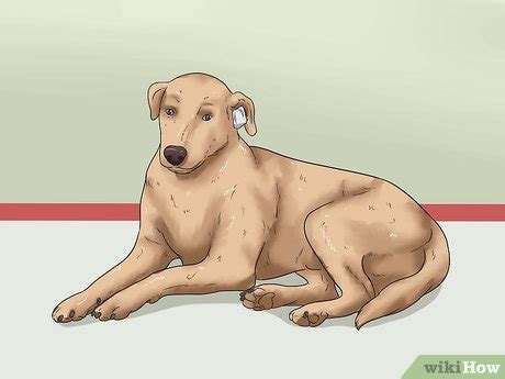 A perforated or ruptured eardrum can cause ear bleeding. How to Stop a Dog's Ear from Bleeding: 11 Steps (with ...