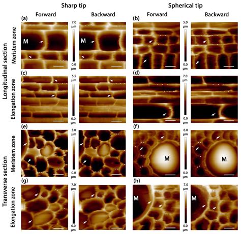 Check spelling or type a new query. Plants | Free Full-Text | Assessment of Primary Cell Wall ...