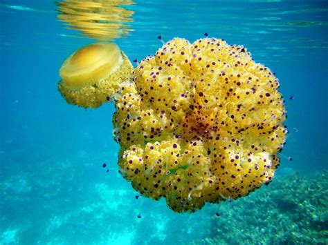 Check spelling or type a new query. Fried Egg Jellyfish