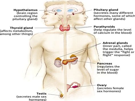 Human organization research (published for the society for apphed anthropology). AP Psychology Review on Twitter: "Endocrine System: The body's "slow" chemical communication ...