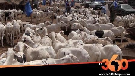 C'est une mort atrocement lente que tu ressens au plus profond. Vidéo - Mauritanie : le prix du mouton explose à cause du Covid-19 - Kassataya Mauritanie